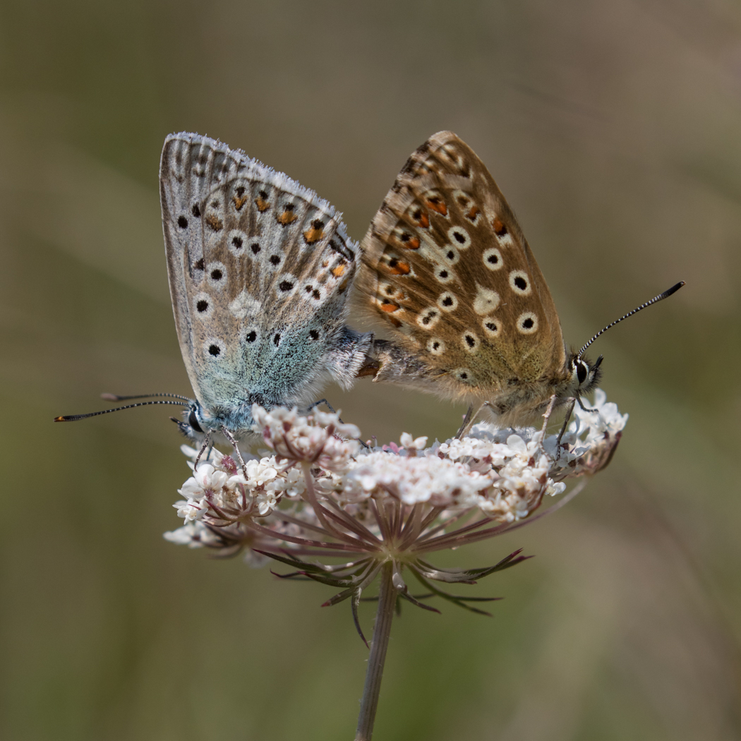 Image of Chalkhill Blue